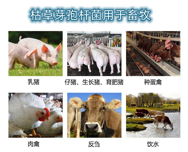 O1CN01rX5gCP1CqxRQwPt6S_!!2208743630133.jpg